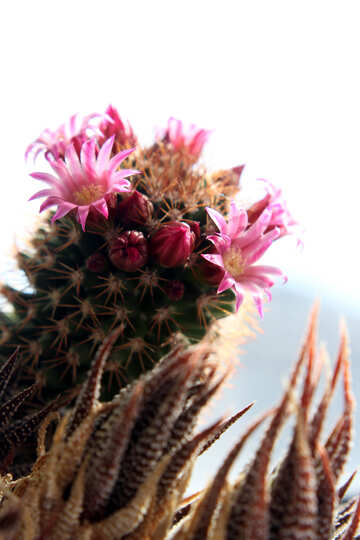 Blühender Kaktus isoliert auf weißem Hintergrund №46587