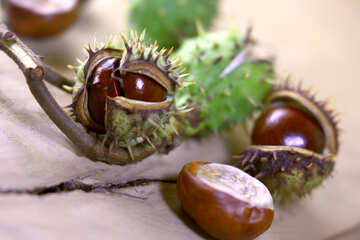 Beautiful picture with conker №46443