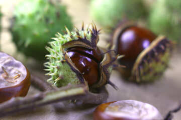 Beautiful picture with conker №46447