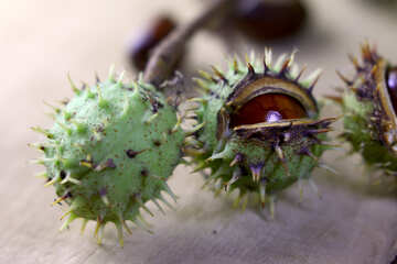 Tree conker thorns №46434