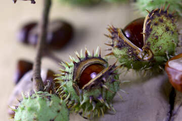 Tree conker thorns №46437