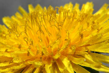 Close-up of dandelion flower №46789