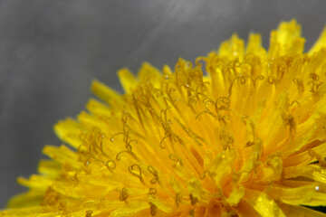 Close-up of dandelion flower №46790