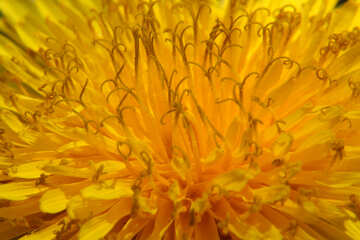Close-up de la fleur de pissenlit №46791