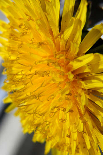 Close-up of dandelion flower №46795