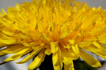 Close-up of dandelion flower №46797