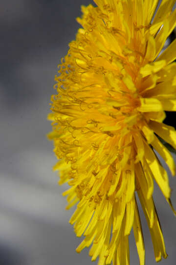 Close-up of dandelion flower №46798