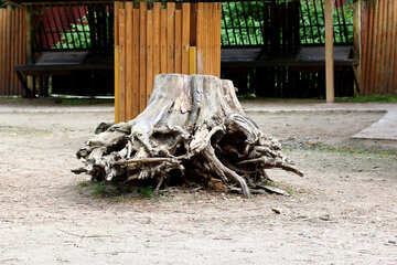 Big stump №46100