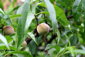 Волоські горіхи на дереві №46832