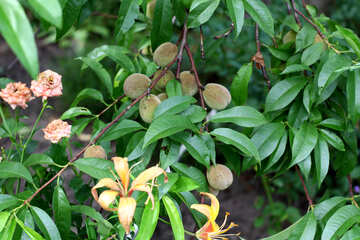 Walnuts on the tree №46835