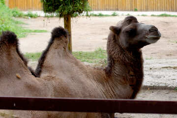 Muzzle camel №46079