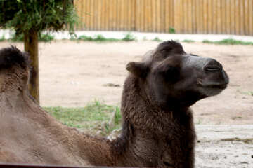 Camello bozal №46080