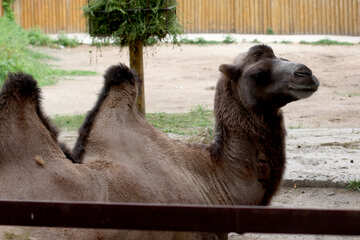Muzzle camel №46081