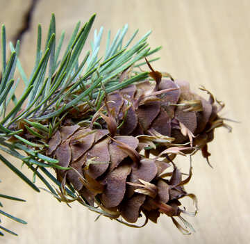 Branch of pine tree with cone №46330