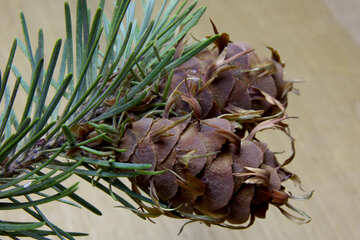 Branch of pine tree with cone №46333
