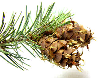 Branch of pine tree with cone №46328