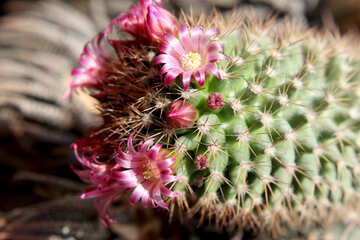 Home cactus flowers №46590