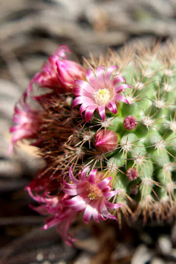 Fleurs de cactus Accueil №46594