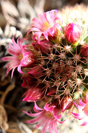 Flores de cactus en el alféizar №46597