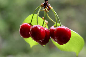 Cherries on the tree №46256