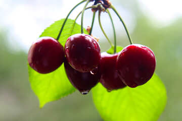 Cherries on the tree №46257