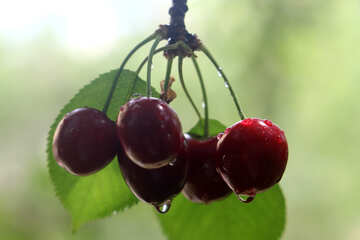 Cherries on the tree №46258