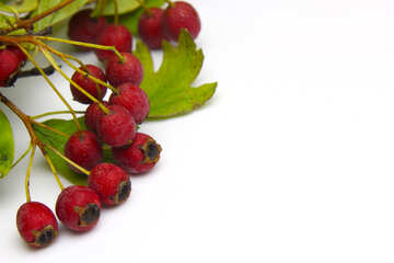 Barberry berries isolated on a white background №46503
