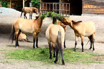 Wild horses in the zoo №46085