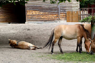 Wild horses in the zoo №46088