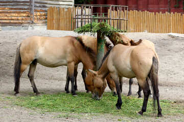 Wild horses in the zoo №46089