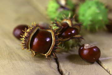 Horse-chestnut fruit №46499