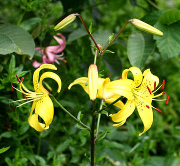 A bush of yellow lilies №46837