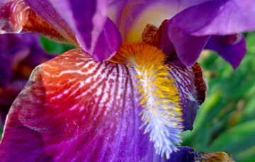 Macro iris flower №46881