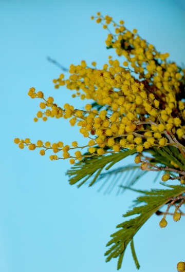 Flower mimosa branch