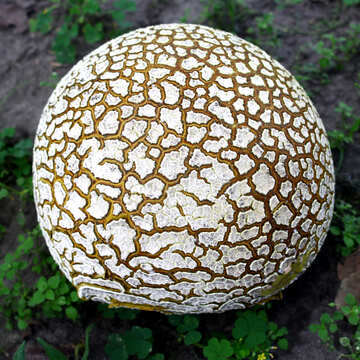 Huge old puffball mushroom №46528