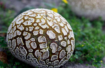 Huge old puffball mushroom №46532