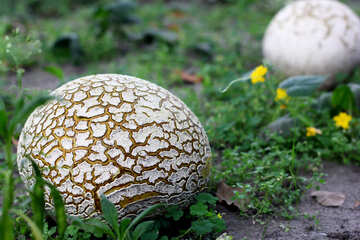 Huge old puffball mushroom №46533
