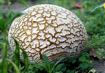 Huge old puffball mushroom №46534