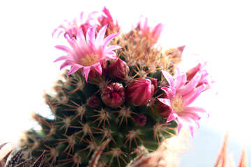 Flor de cactus aislado en el fondo blanco №46588