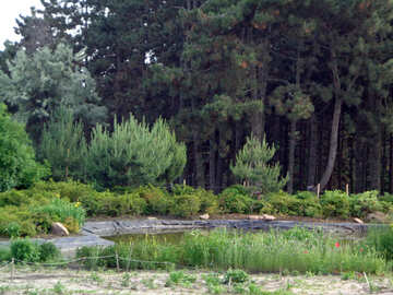Pond near the forest №46892