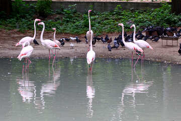 Pink flamingos №46096