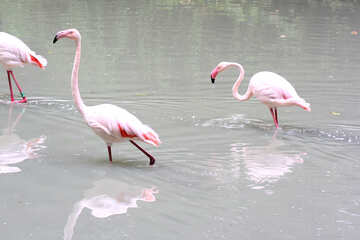 Rosa Flamingos №46106