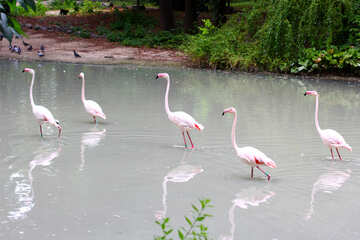 Rosa Flamingos №46108