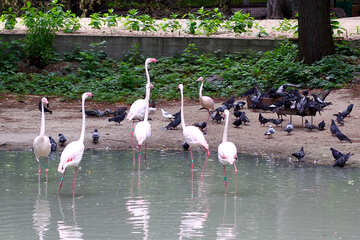 Pink flamingos №46114