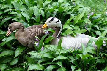Wild geese in the bushes №46127