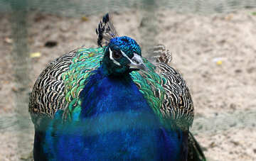 Bird peacock №46019