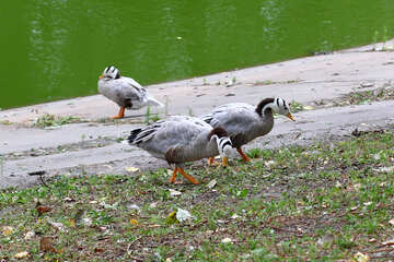 Aves de aguas grises №46028