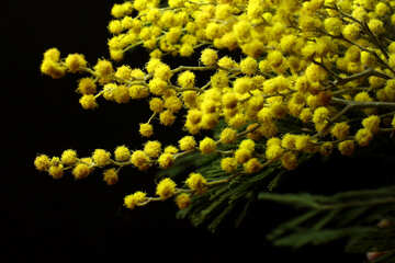 Mimosa flowers isolated on a black background №46280