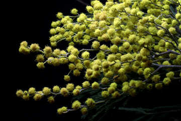 Mimosa flowers isolated on a black background №46281