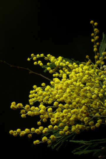 Mimosa flowers isolated on a black background №46282